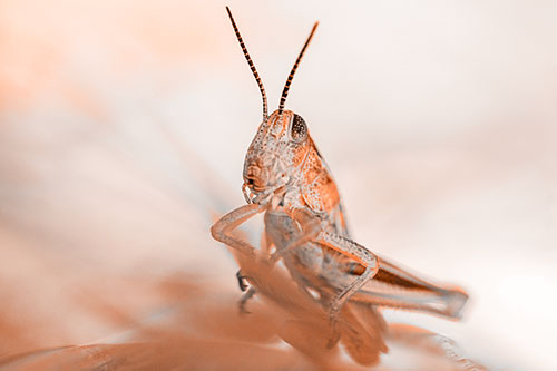 Curious Crouching Grasshopper Perched Atop Leaf Petal (Orange Tone)