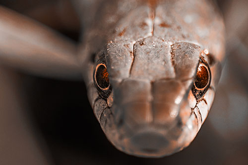 Curious Garter Snake Makes Direct Eye Contact (Orange Tone Photo)
