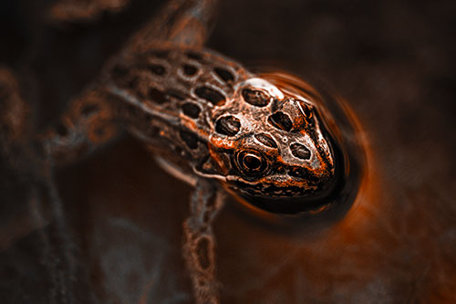 Curious Leopard Frog Peeking Head Above Water (Orange Tone)