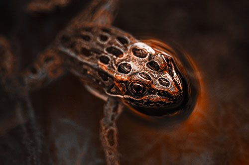 Curious Leopard Frog Peeking Head Above Water (Orange Tone Photo)