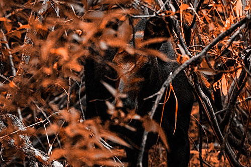 Curious Moose Looking Around (Orange Tone Photo)