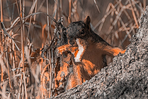 Curious Pizza Crust Squirrel (Orange Tone)