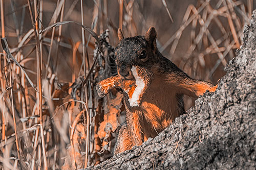 Curious Pizza Crust Squirrel (Orange Tone Photo)