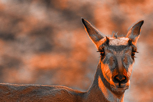 Curious Pronghorn Staring Across Roadway (Orange Tone)