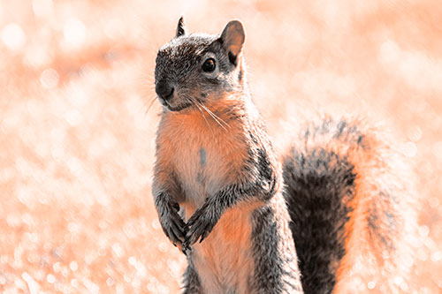 Curious Squirrel Standing On Hind Legs (Orange Tone Photo)