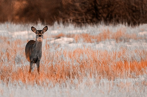 Curious White Tailed Deer Watching Among Snowy Field (Orange Tone Photo)