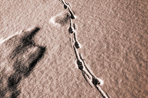 Curving Animal Footprint Trail Dragging Along Snow (Orange Tone Photo)