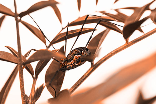 Daddy Longlegs Harvestmen Spider Crawling Down Plant Stem (Orange Tone Photo)