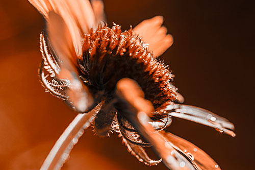Damp Coneflower Blossoming Towards Sunlight (Orange Tone Photo)