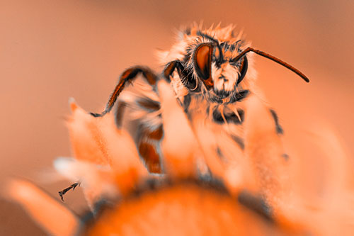 Damp Honey Bee Crawling Over Blanket Flower (Orange Tone)
