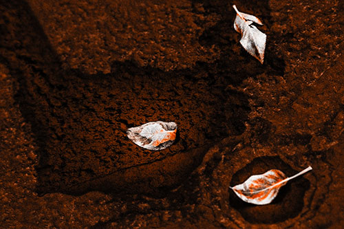 Damp Leaf Face Rests Atop Wet Desiccating Pavement (Orange Tone)