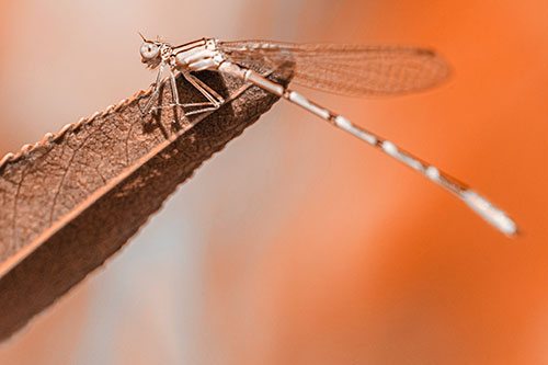Damselfly Clamping Onto Leaf Petal Edge (Orange Tone)
