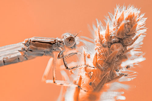 Damselfly Perched Among Fuzzy Plant (Orange Tone)