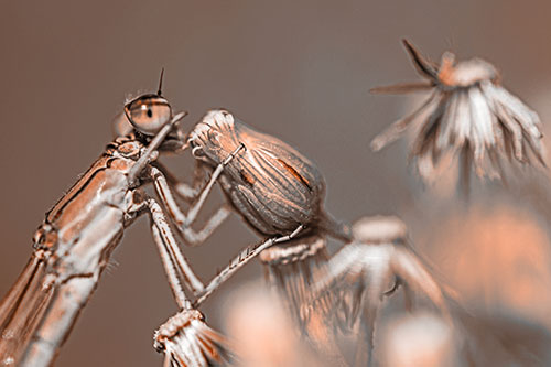 Damselfly Rubbing Eye Among Horseweeds (Orange Tone)