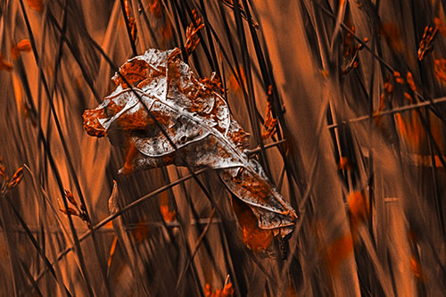 Dead Decayed Leaf Rots Among Reed Grass (Orange Tone Photo)