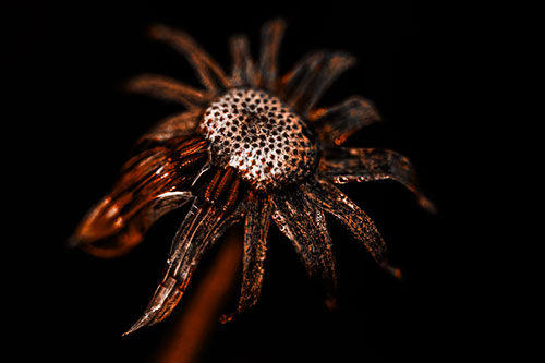 Dead Dewy Rotting Salsify Flower (Orange Tone Photo)