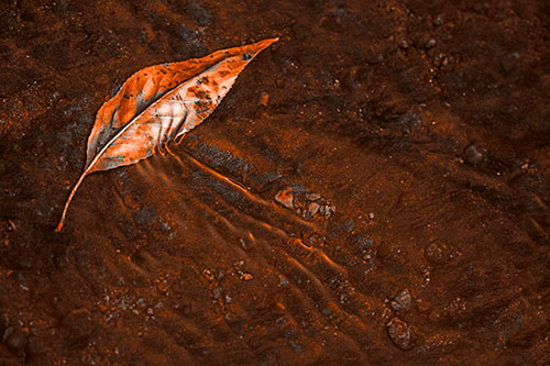 Dead Floating Leaf Creates Shallow Water Ripples (Orange Tone Photo)