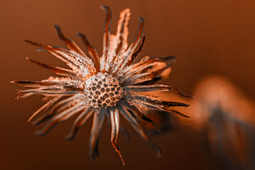 Dead Frozen Ice Covered Aster Flower (Orange Tone Photo)