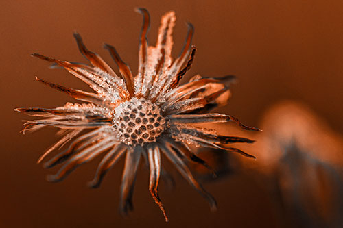 Dead Frozen Ice Covered Aster Flower (Orange Tone)