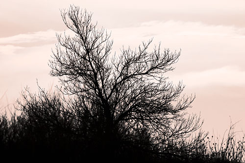 Dead Leafless Tree Standing Tall (Orange Tone Photo)