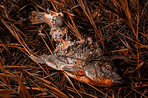 Decaying Salmon Fish Rotting Among Grass (Orange Tone Photo)