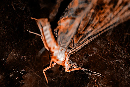 Deceased Mayfly Floating Atop Shallow River Shore (Orange Tone)