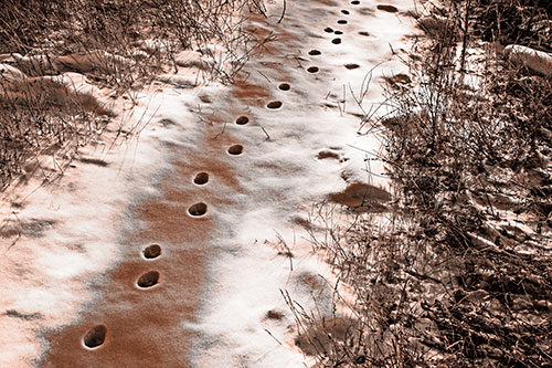 Deep Snow Animal Footprint Markings (Orange Tone Photo)