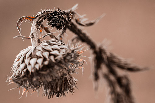 Depressed Slouching Thistle Dying From Thirst (Orange Tone Photo)