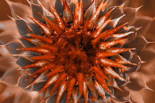 Dew Drops Cover Blooming Thistle Head (Orange Tone Photo)