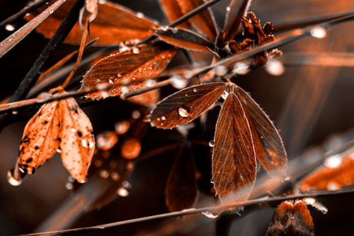 Dew Water Droplets Clutching Onto Leaves (Orange Tone Photo)