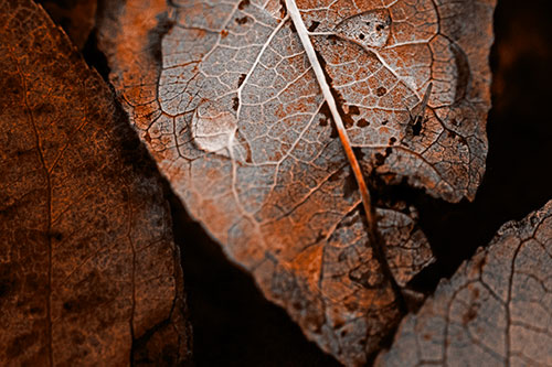 Dewy Eyed Leaf Face Cringing Towards Bug (Orange Tone)