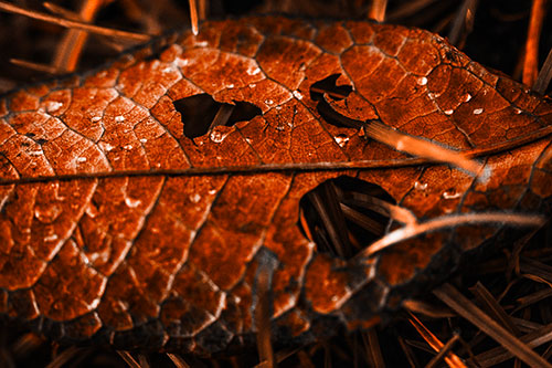 Dewy Pierced Leaf Face Screaming Among Grass Blades (Orange Tone)