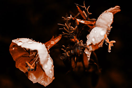 Dewy Primrose Flowers After Rainfall (Orange Tone Photo)
