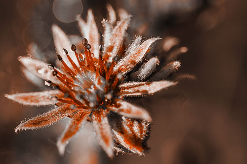 Dewy Spiked Sempervivum Flower (Orange Tone Photo)