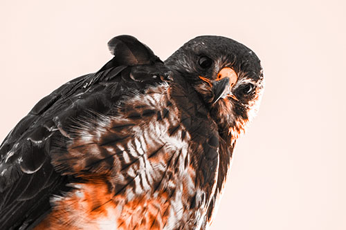 Direct Eye Contact With Rough Legged Hawk (Orange Tone Photo)