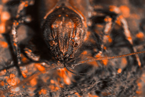 Direct Eye Contact With Water Submerged Crayfish (Orange Tone Photo)