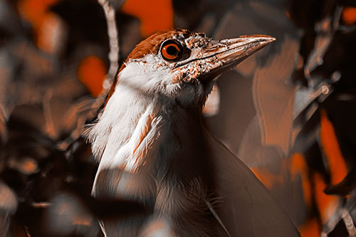 Dirty Faced Black Crowned Night Heron (Orange Tone Photo)