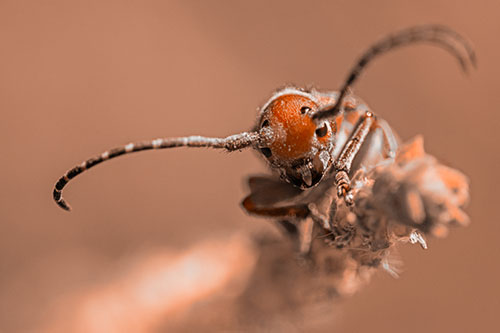 Dirty Milkweed Beetle Climbs Plant Top (Orange Tone)