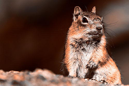 Dirty Nosed Squirrel Atop Rock (Orange Tone Photo)