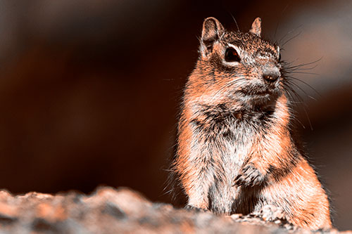 Dirty Nosed Squirrel Atop Rock (Orange Tone)