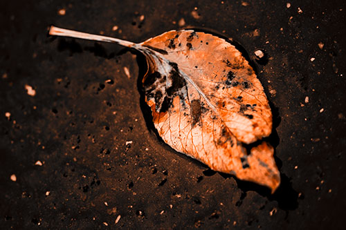 Distressed Rotting Leaf Face Among Wet Pavement (Orange Tone)