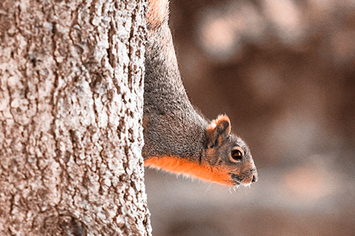 Downward Squirrel Yoga Tree Trunk (Orange Tone Photo)