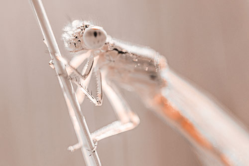 Dragonfly Clamping Onto Grass Blade (Orange Tone Photo)