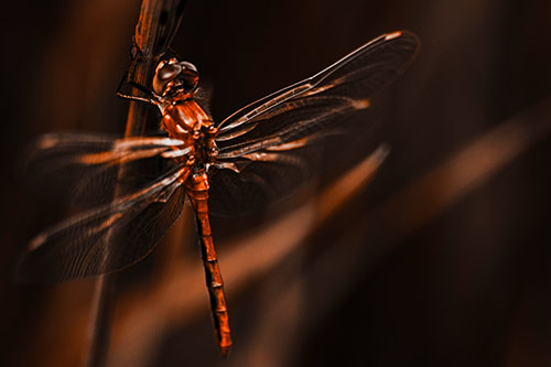 Dragonfly Grabs Ahold Grass Blade (Orange Tone)