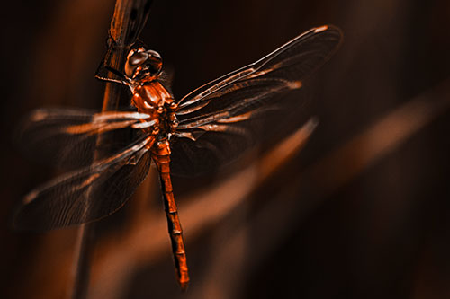 Dragonfly Grabs Ahold Grass Blade (Orange Tone Photo)