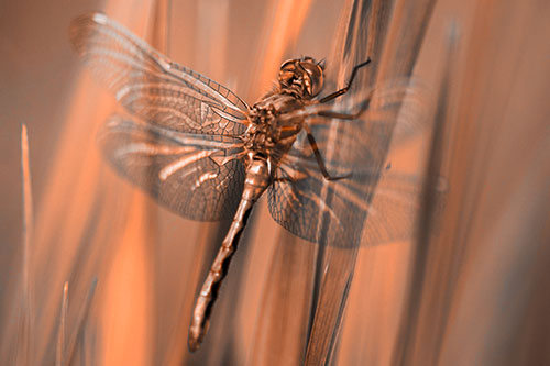 Dragonfly Grabs Grass Blade Batch (Orange Tone Photo)