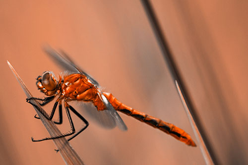 Dragonfly Perched Atop Sloping Grass Blade (Orange Tone Photo)
