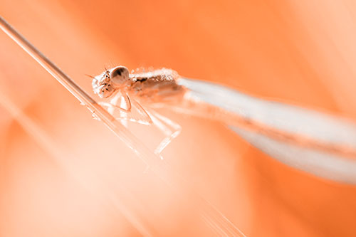 Dragonfly Rides Grass Blade Among Sunlight (Orange Tone Photo)