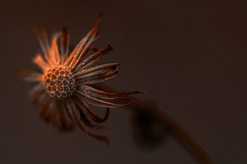 Dried Curling Snowflake Aster Among Darkness (Orange Tone Photo)