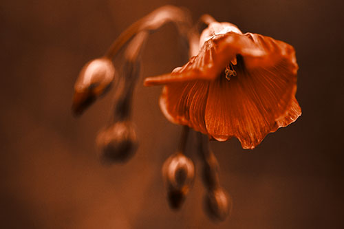 Droopy Flax Flower During Rainstorm (Orange Tone Photo)